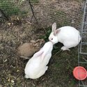 3 rabbits need a loving home-2