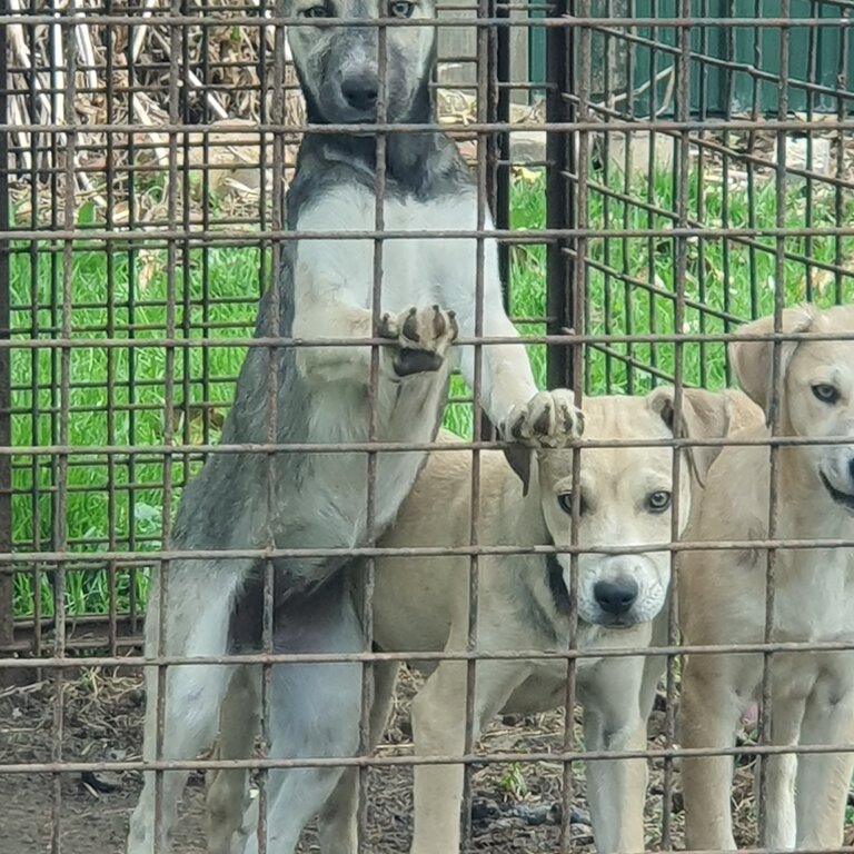 3 puppies mix breed a available 