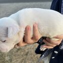 American Bulldog Puppies -1