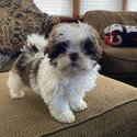 Shih tzu for sale-0