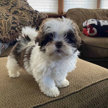 Shih tzu for sale