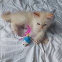 Purebred ragdoll kitten-0