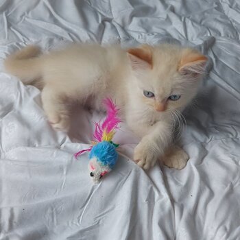 Purebred ragdoll kitten