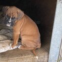 3 purebred Boxer puppies-1