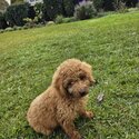 Loving F1B Cavoodle 5 month Puppy Seeking Forever Home