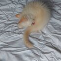 Purebred ragdoll kitten-1