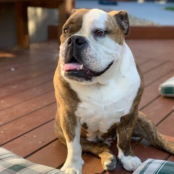 Barkly the British bulldog needs a new home 