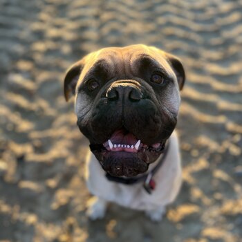 Beautiful bullmastiff 