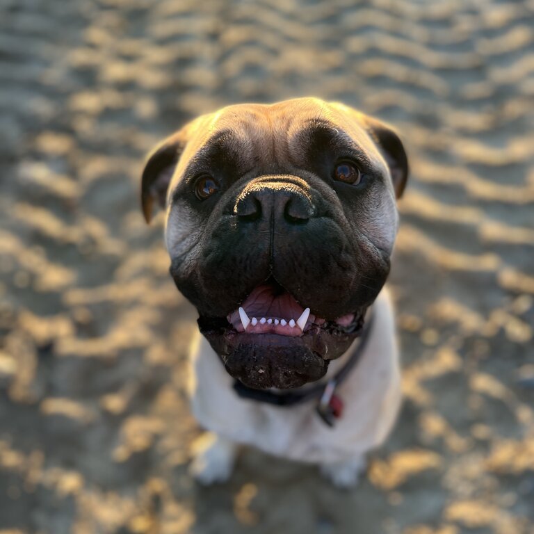 Beautiful bullmastiff 