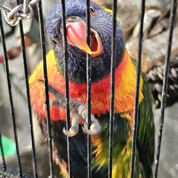 DNA'd pr rainbow lorikeets