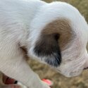 American Bulldog Puppies -2