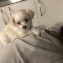 Chihuahua x bichon cuddly puppies -1