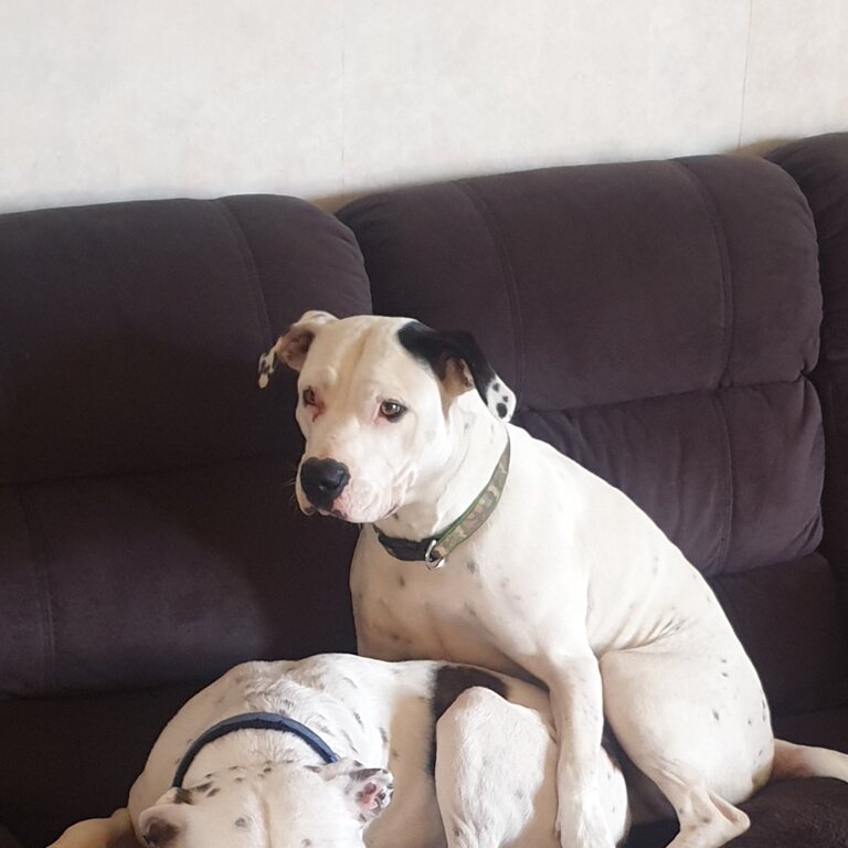 American bulldog x 