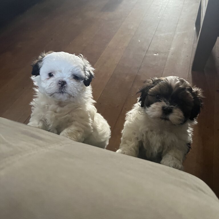 Shihtzu bischon cross puppies