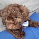 Shih zhu (mother purebred) x toy poodles (father purebred) 9 weeks old-2