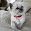 Purebred Ragdoll Kittens