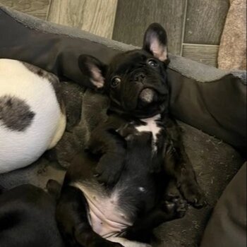 FRENCHIE PUPS