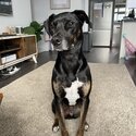 Whippet-cross needs a new home-3