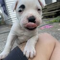 American bulldog puppies-2