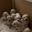 Labradoodle / Retrodoodle puppies-1