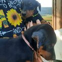 Double Doberman Pinscher pup cuteness-1