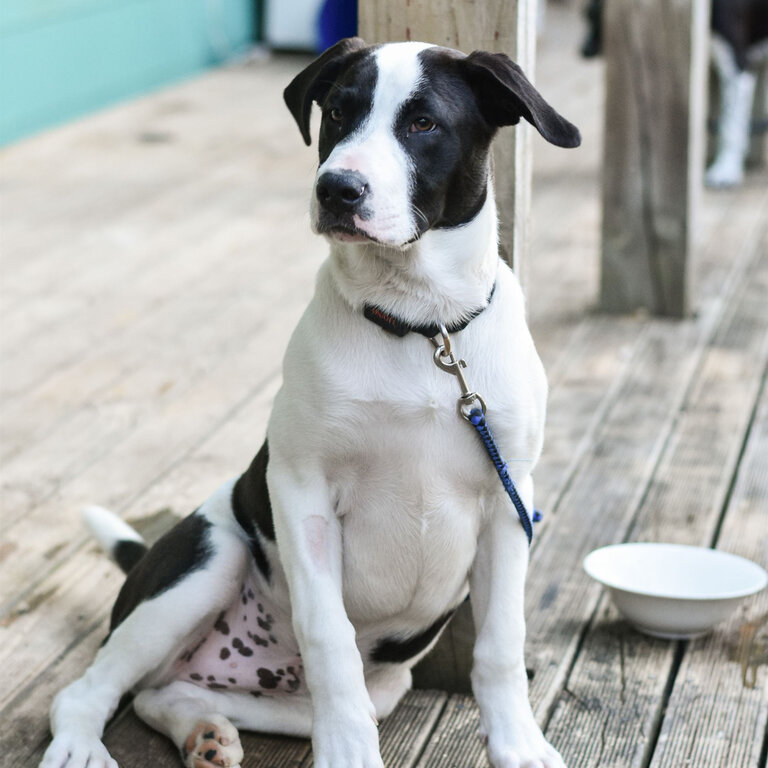 Mixed breed young dogs