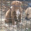 Rear Green eyed American Bulldog X puppies-5