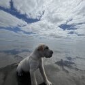 Beautiful half breed Shar Pei/Rednose Labrador but mostly Shar pei-2