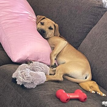 4 month old Shar Pei X 