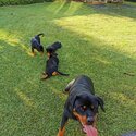 Pure breed rottweiler puppys -2