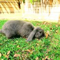 Female Bonding Pair bunnies-1