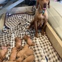 Hungarian Vizsla Puppies-1