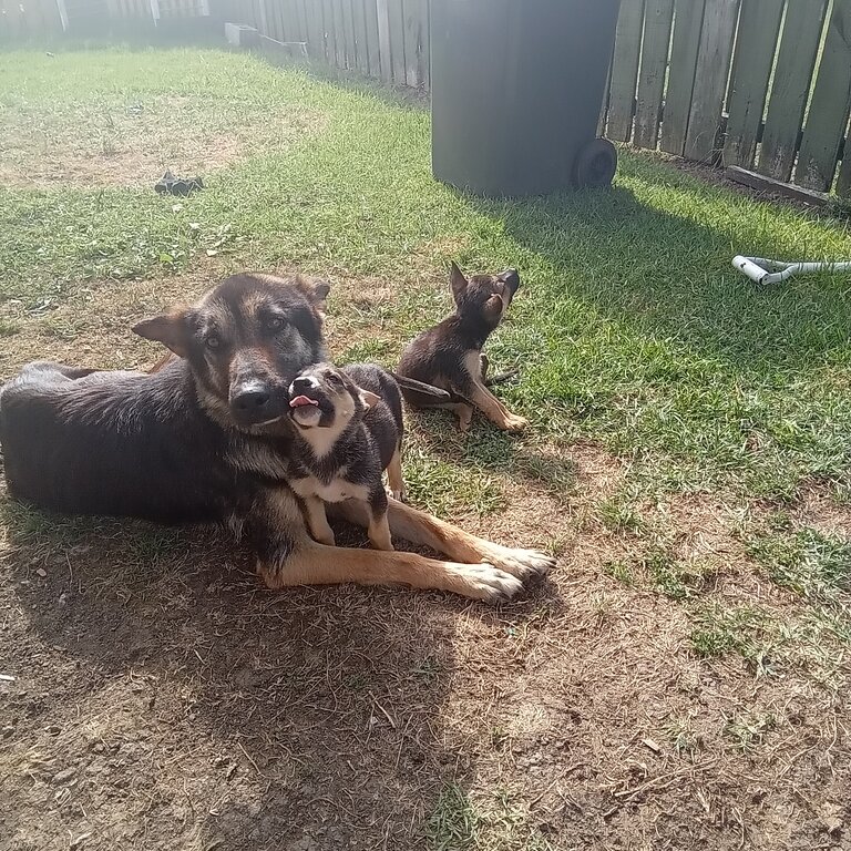 German shepherd X pups 7 weeks old