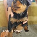 Purebred Rottweiler -3