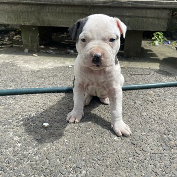 American bulldog puppies