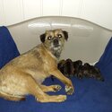 Boarder Terrier Puppies-1