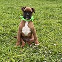 Boxer puppies -0