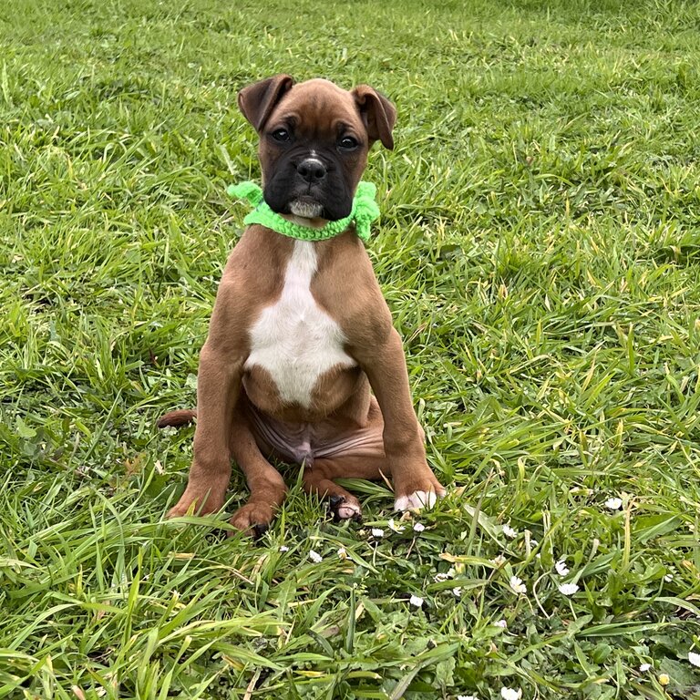 Boxer puppies 