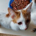 Female Munchkin Kitten.-0