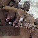 Staffy puppies-2