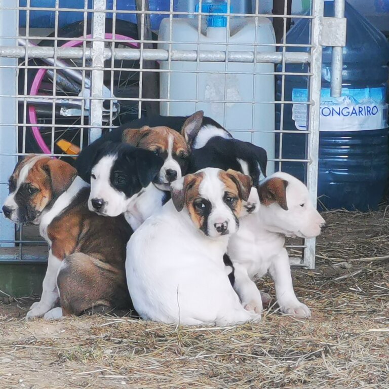 Staffordshire x hunter way puppies 