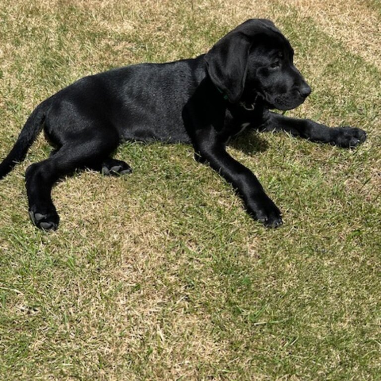 Labrador X GSP