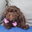 Shih zhu (mother purebred) x toy poodles (father purebred) 9 weeks old-5