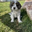 Very sweet and calm puppy!! Stunning red and white markings-1