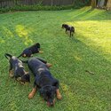 Pure breed rottweiler puppys -1