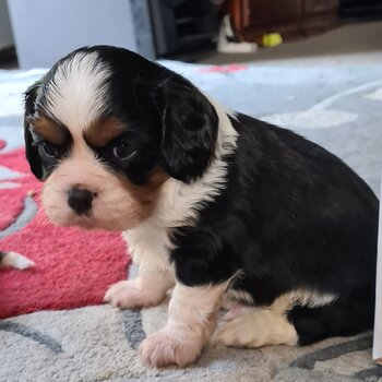 Purebred Cavalier King Charles (Australian Import)