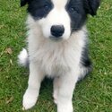 Pure Bred Border Collie Puppies - Red/white &amp; Black/white-2