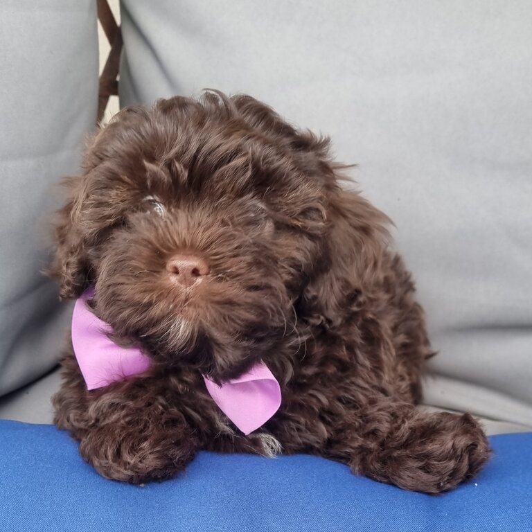 Shih zhu (mother purebred) x toy poodles (father purebred) 9 weeks old