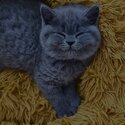 British Shorthair Kittens males and females available -3