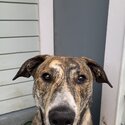 Beautiful family dog for adoption.-1